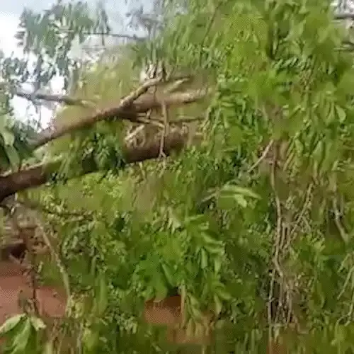 Vento e chuva derrubam árvores e deixam zona rural sem energia em Aquidauana