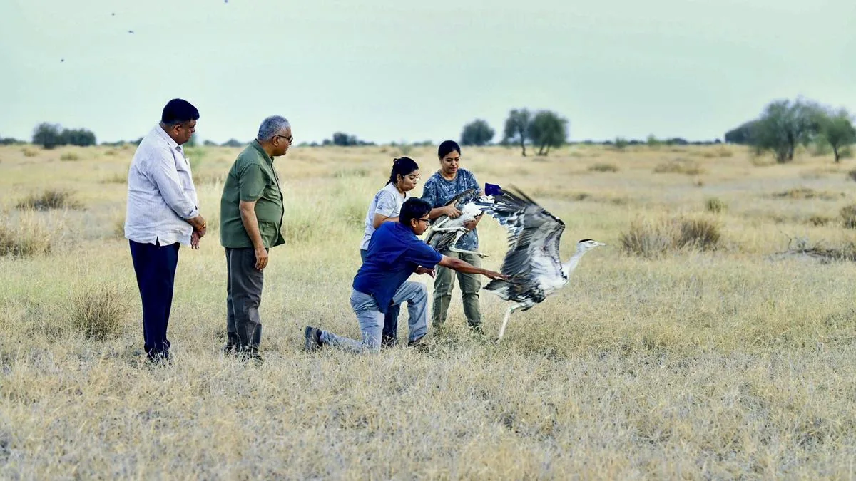 Two captive-bred Great Indian Bustards released into wild in Rajasthan under conservation efforts