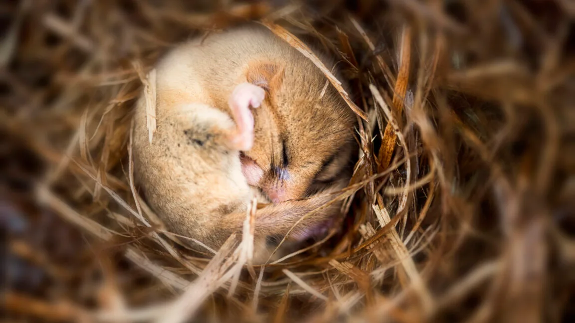 Putting mice into hibernation causes a major loss of synapses