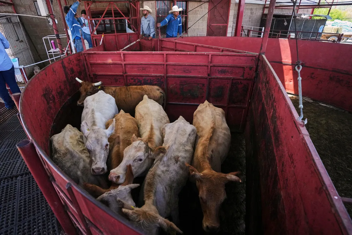 ¿Reducirá los precios de la carne en EU la reapertura de cruce fronterizo con México del ganado?
