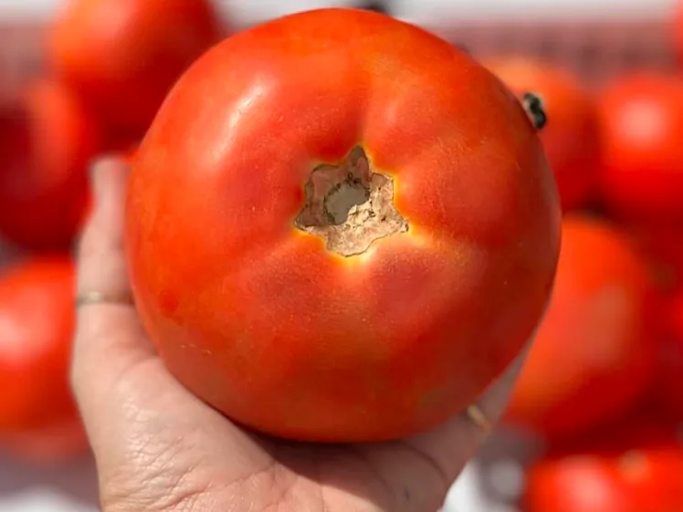 Please Don’t Squeeze the Tomatoes!