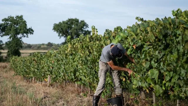 Weinernte in Frankreich: Frankreich erlebt eine der schwächsten Weinlesen seit Jahren