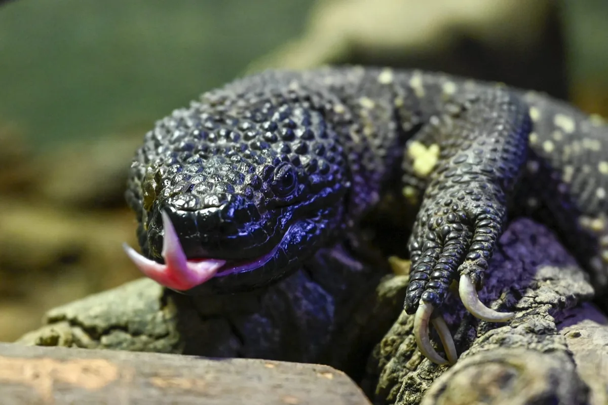 What a desert lizard teaches us about patents and the GLP-1 revolution