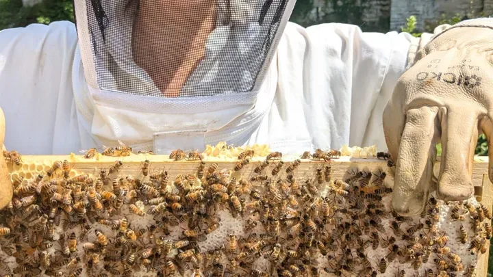 Pauline et les abeilles