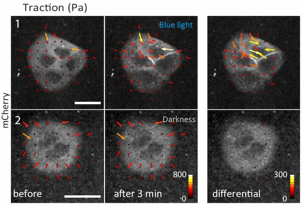 La optogenética del Nobel de Medicina logra cierta recuperación en pacientes con retinitis pigmentosa avanzada