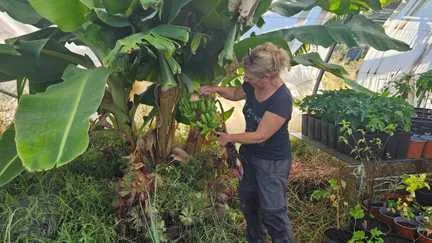 "On est sous le soleil des Antilles provençales" : dans le Var, une agricultrice troque son exploitation bio pour des cultures tropicales