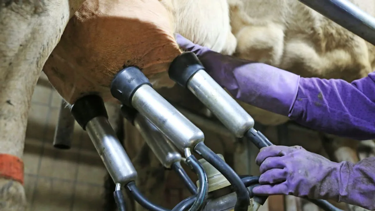 Deutsche Molkerei insolvent - Lieferanten drehen den Milch-Hahn ab