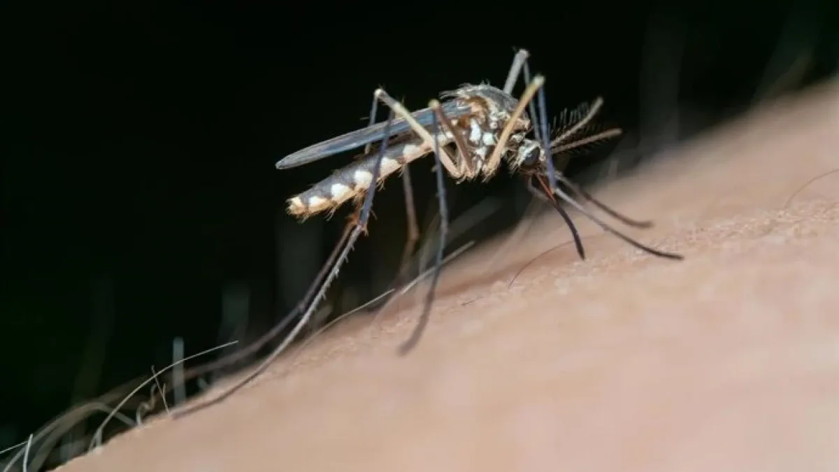 Radiografía del virus del Nilo en España: una enfermedad endémica que crece por el calor y los mosquitos y para la que no hay vacuna