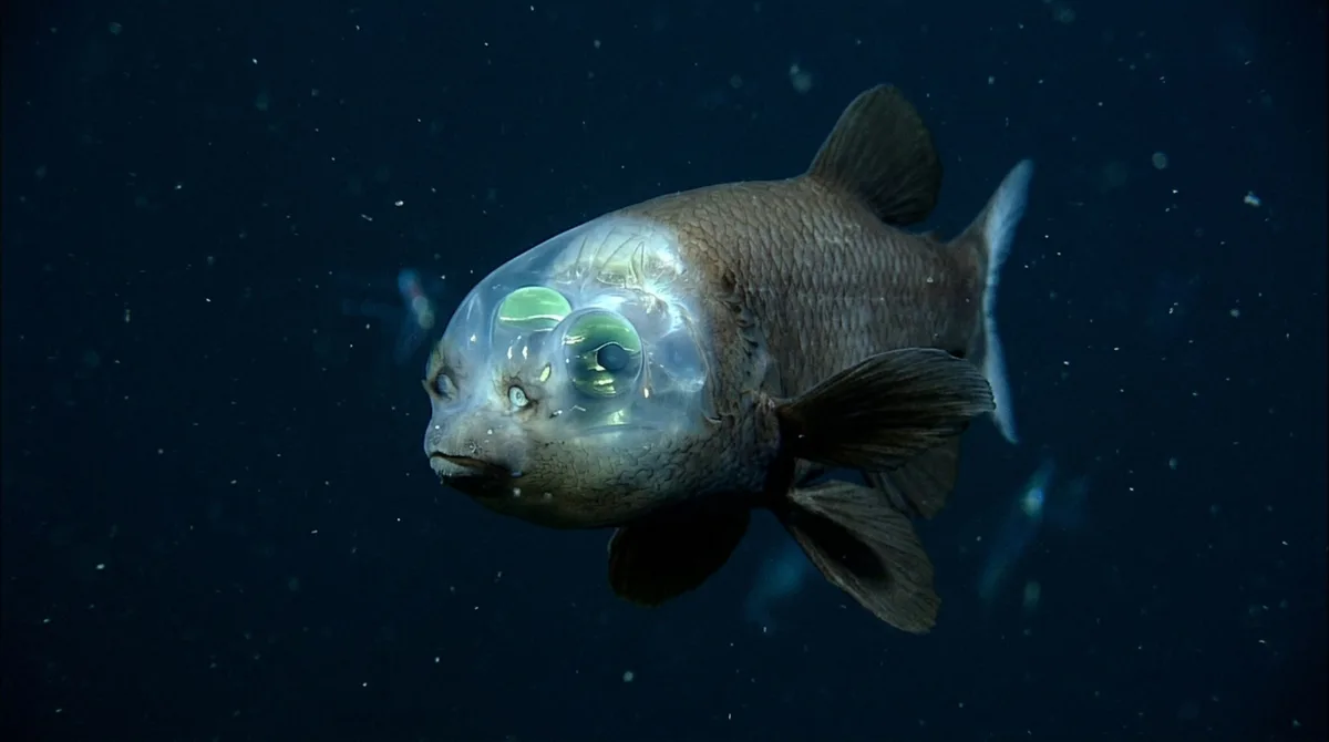 O peixe que possui uma cabeça transparente e olhos que podem ser observados através dela