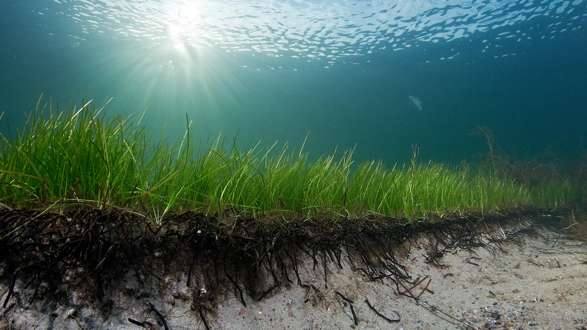 Wie groß ist der Teich?
