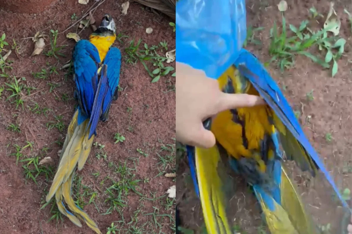 Arara que visitava casa todos os dias é encontrada morta em Campo Grande; moradora suspeita de tiro