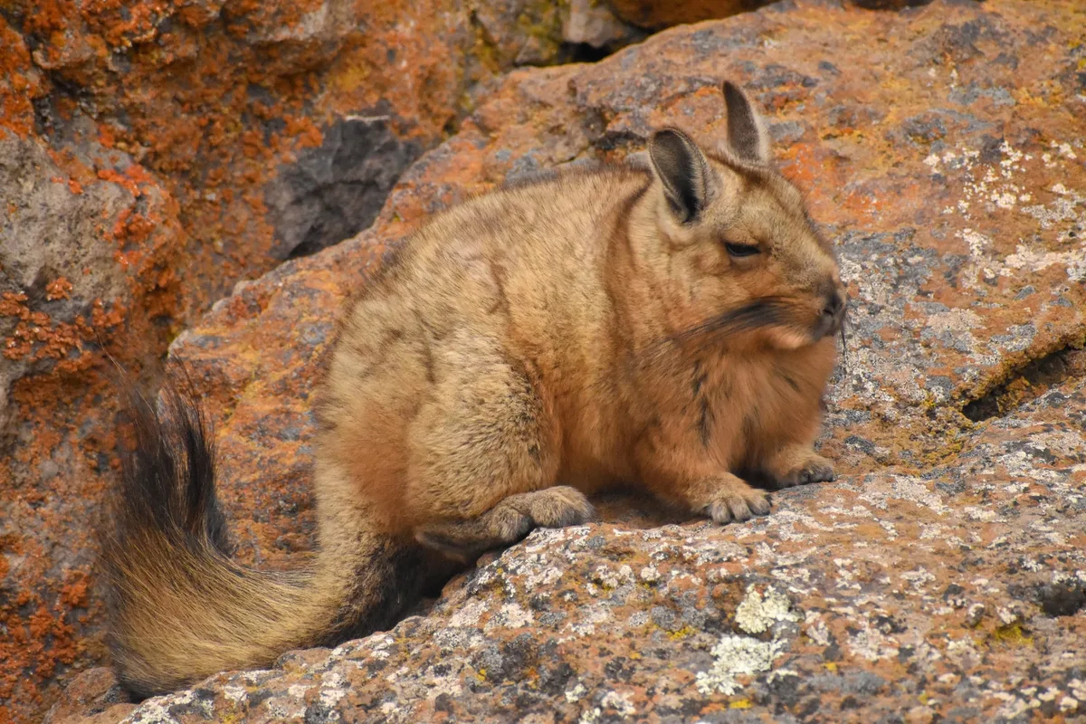 Alertan por la posible extinción de un misterioso animal en la Patagonia: las causas y los datos clave