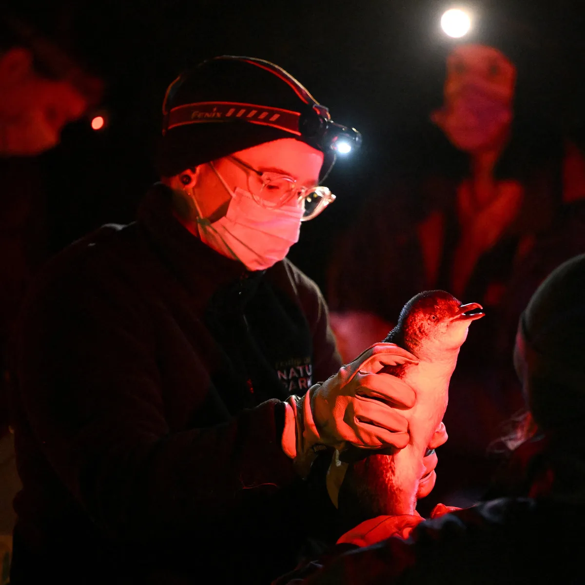 What We Know About Australia’s Bird Flu, Which Has Crossed Over to Mammals