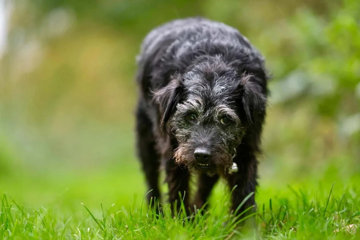 Gone Fishing dog Ted is the subject of new book after his death