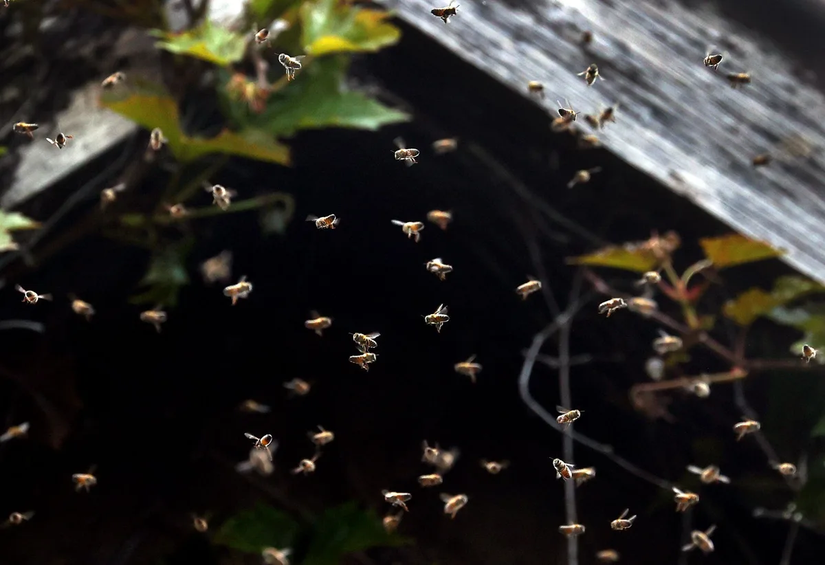 Ataque de un enjambre de abejas dejó a unas 16 personas heridas en La Estrella, Antioquia: se cerraron vías y se acordonó la zona