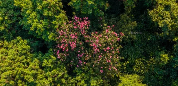 Regeneração natural de florestas ajuda a conter o avanço de espécies invasoras