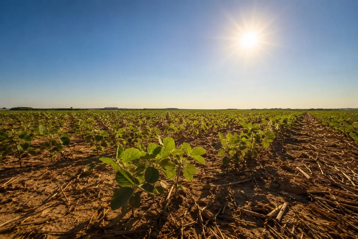 El Niño pior do que o previsto? Sojicultora comenta precaução necessária na safra 26/27 de soja