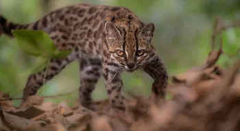 Leopardus tilcayo. Descoberto um novo felino na Bolívia