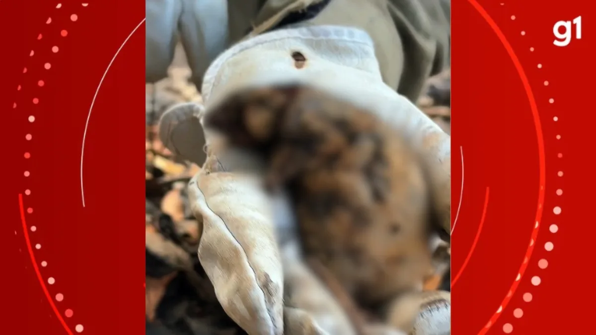 Roedor silvestre é encontrado com queimaduras nas patas em área de incêndio no AM; VÍDEO