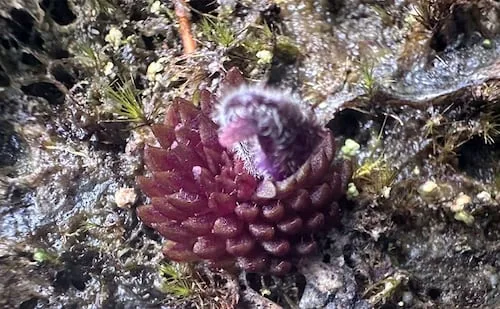 BUAP descubre nueva planta carnívora en bosque mesófilo de Hidalgo