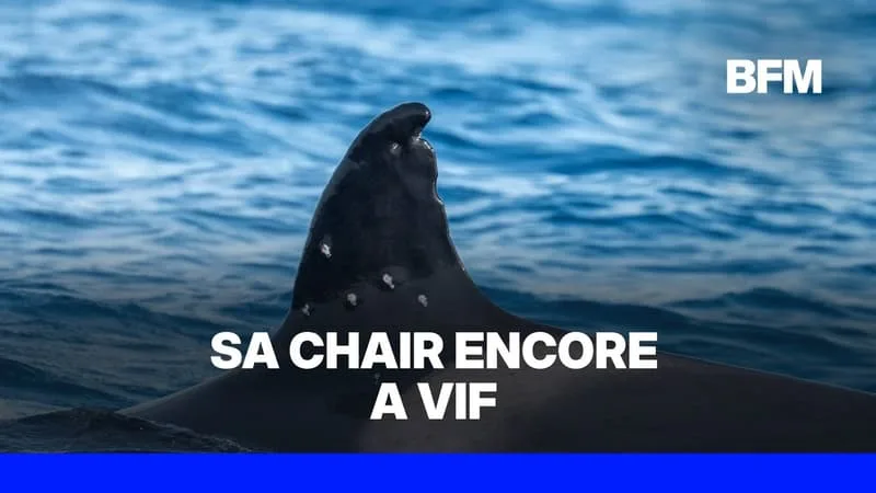 Une orque retrouvée avec plusieurs tirs de plombs de fusil dans sa nageoire dorsale