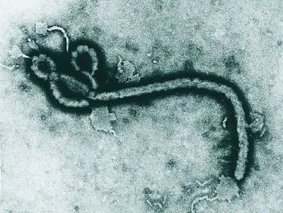 RD Congo inicia testes de vacina contra o ebola no epicentro da epidemia