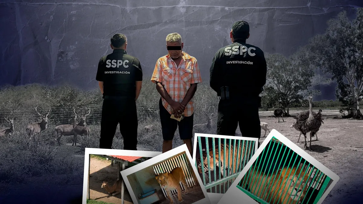 De ñu azul a bisontes: lista completa de animales exóticos asegurados al Cártel del Golfo en Tamaulipas