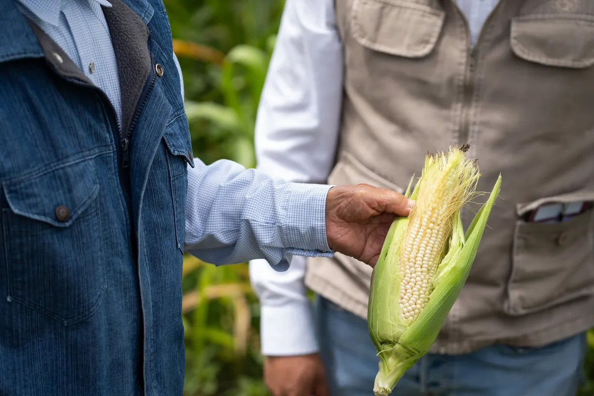 El maíz mexicano tiene 9 mil años de historia: así llegó a la tortilla, el pozole y las palomitas