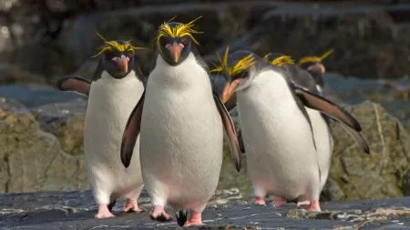 Multikernel-Linux: Erstes Release zum Testen verfügbar