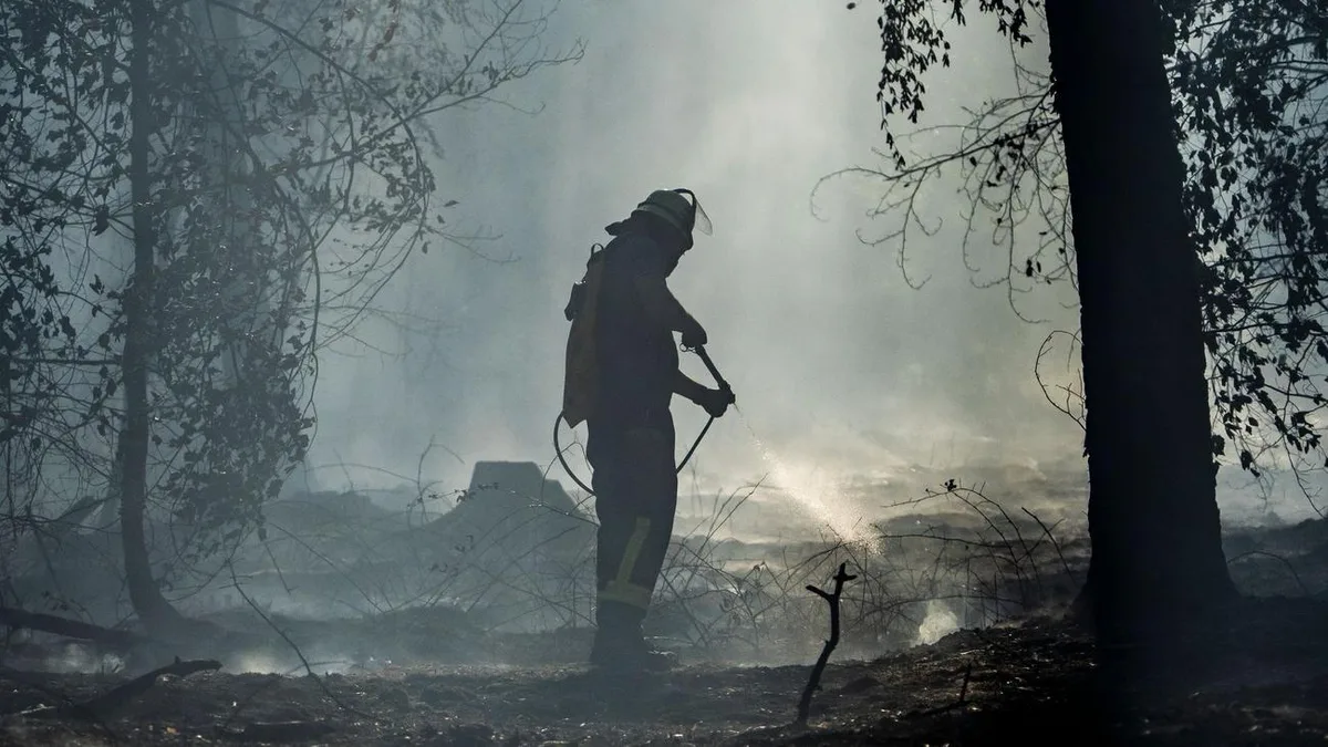Nach dem Feuer: Wie neues Leben nach Waldbränden entsteht