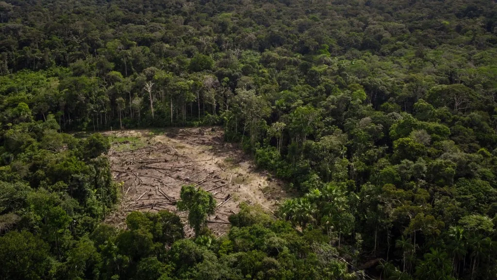 Regeneração natural pode ser alternativa para florestas ameaçadas, segundo novo estudo