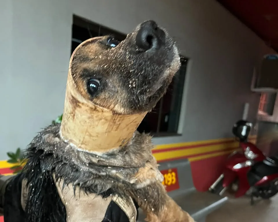 Cachorro cai em tubulação enquanto fugia da chuva em Ivinhema e é resgatado
