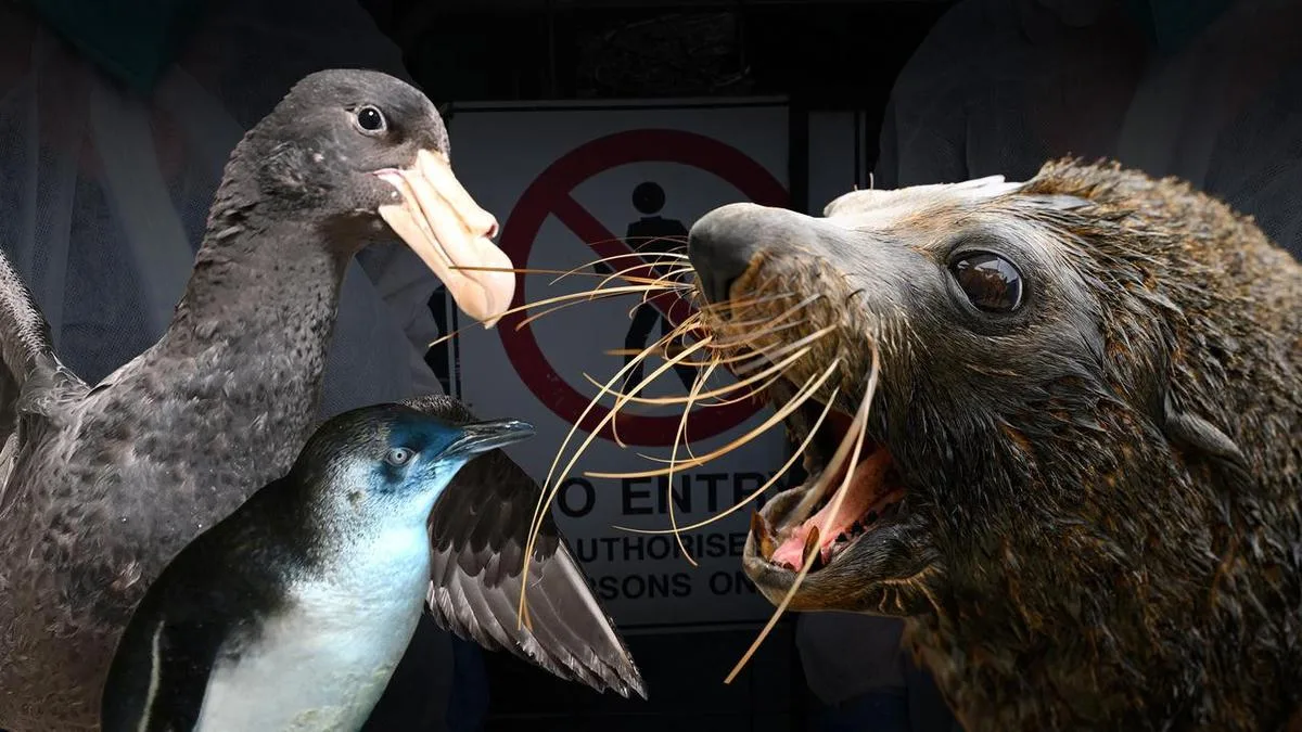 Fears for seals grow after second flu detection