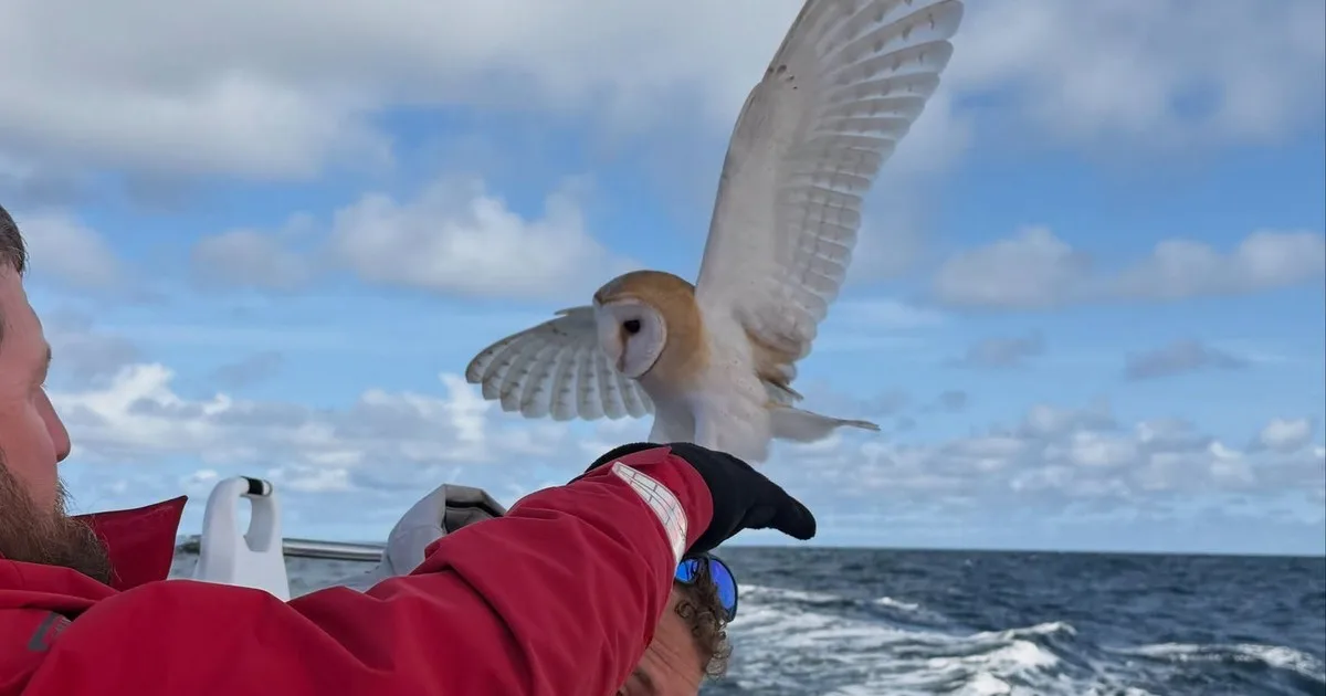 Milagro en el mar: la tripulación de un velero rescató a una lechuza que volaba exhausta y perdida a más de 100 kilómetros de la costa