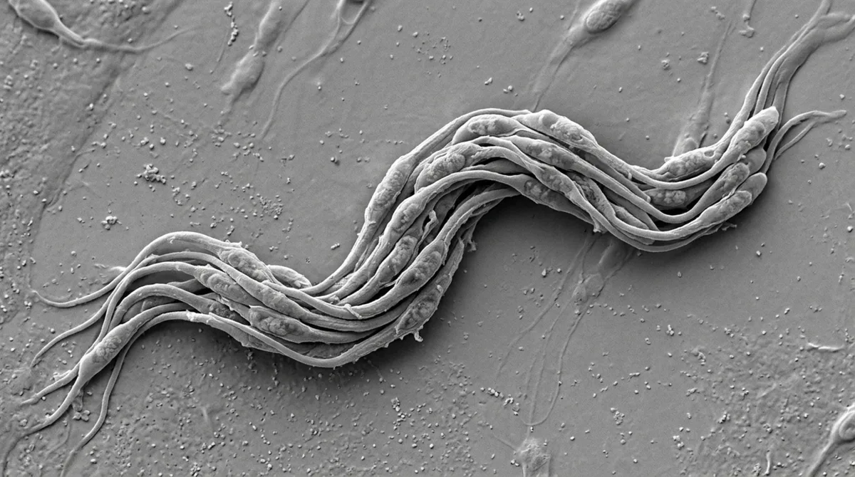 Espermatozoides de vários artrópodes não correm sozinhos e formam equipes microscópicas que evoluíram repetidas vezes ao longo de centenas de milhões de anos