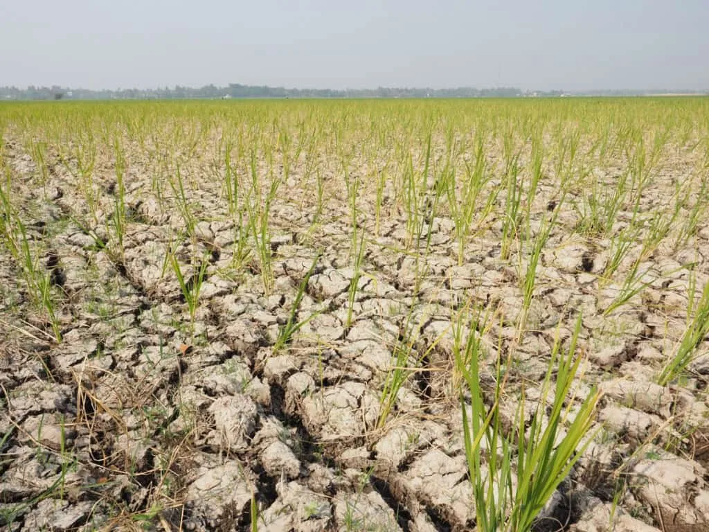 ONU: El Niño vai ficar muito forte e mudar o clima até 2027