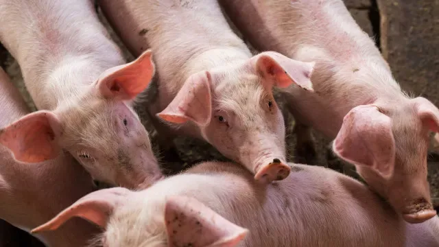 Empresa investe na ampliação de unidade fabril de carne suína no Alentejo