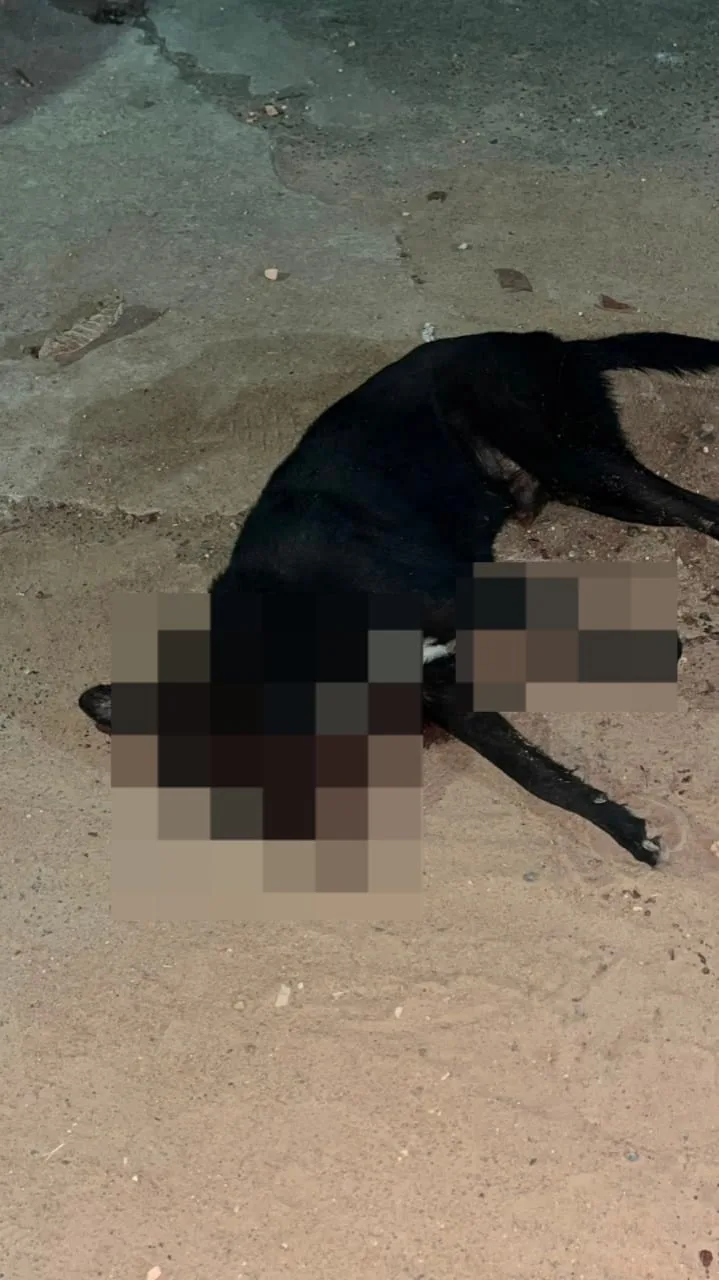 Pitbull escapa de residência e mata outro cão no bairro Cauamé