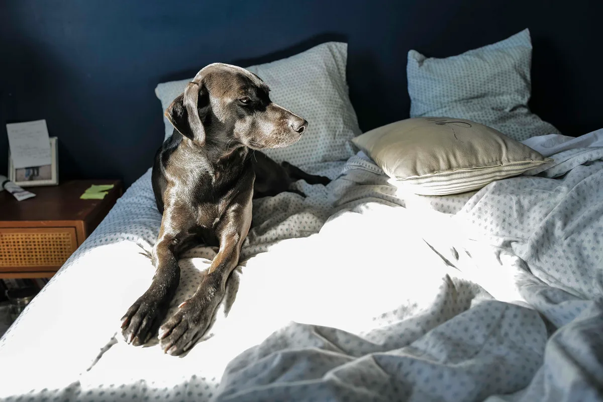 The secret to a good night’s rest? Let sleeping dogs lie — next to you
