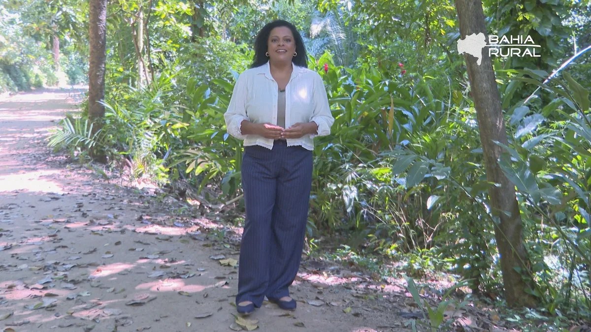 Vídeos do g1 e TV Bahia - domingo, 13 de setembro de 2026