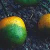 Quercus faz queixa a Bruxelas após luz verde a projeto de citrinos em Alcácer do Sal