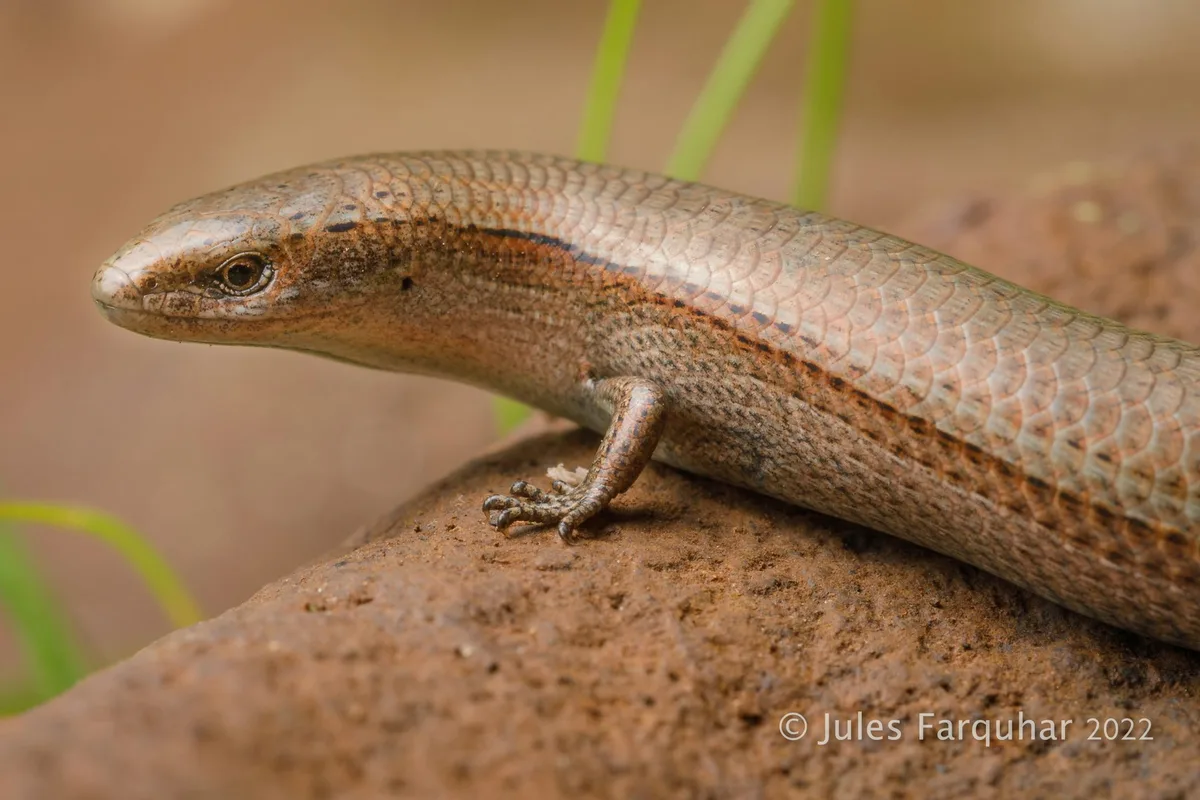 Australia’s lizards and snakes are in far more trouble than we thought. It’s time to act