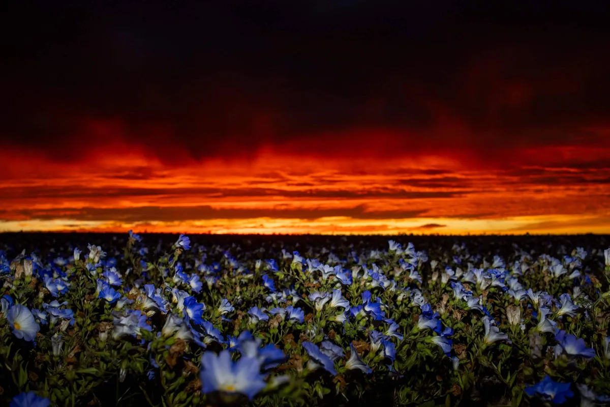 Deserto do Atacama floresce após chuvas recordes trazidas pelo El Niño