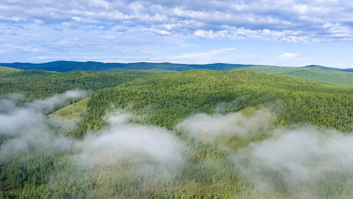 Farne verdrängen Laubwald: Dieser urzeitliche Klimawandel war für Wälder katastrophal
