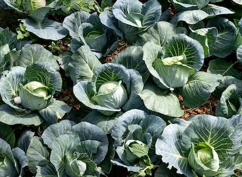 From classroom to commercial farming