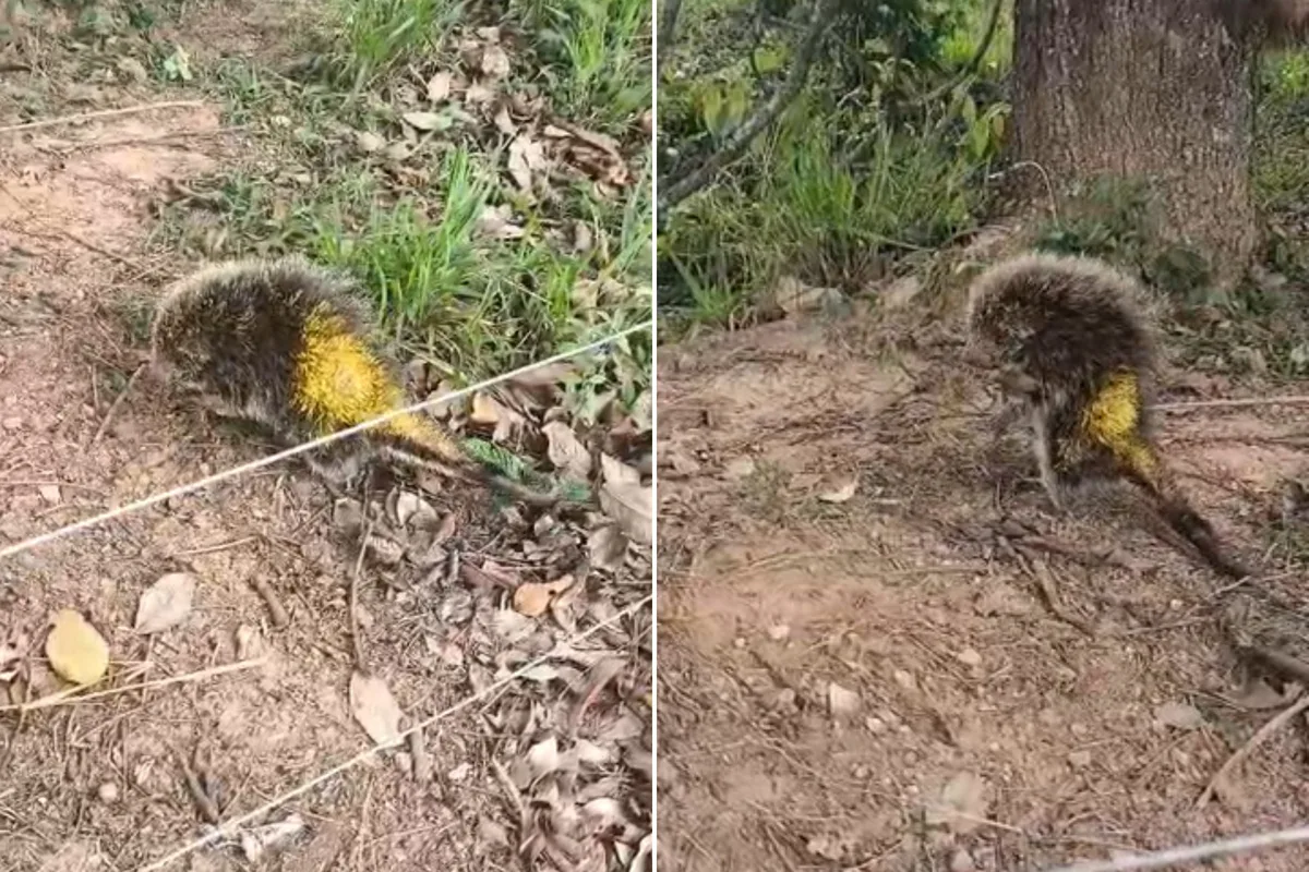 Bombeiros resgatam ouriço-cacheiro acuado por cães em Formiga (MG)