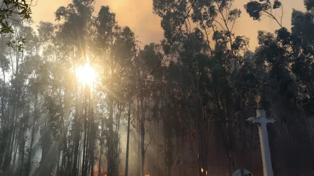 Proteção Civil diz que incêndio em Castro Daire já está dominado