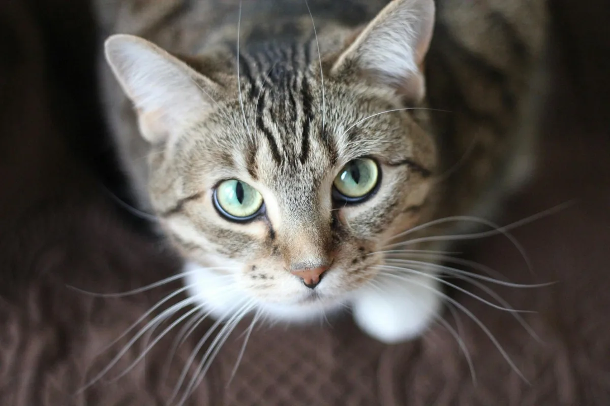 Un estudio identificó parásitos intestinales en gatos y reveló qué variantes pueden infectar a los humanos dentro del hogar