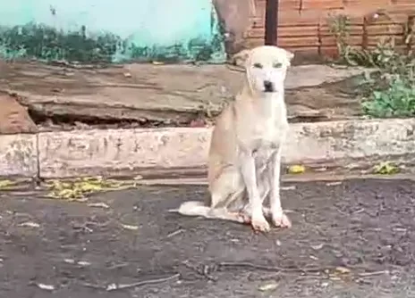 Magro e ferido, cão é filmado durante agressão no Aero Rancho