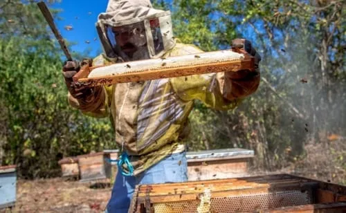 México se coloca entre los principales exportadores de miel; ocupa el noveno lugar a nivel mundial